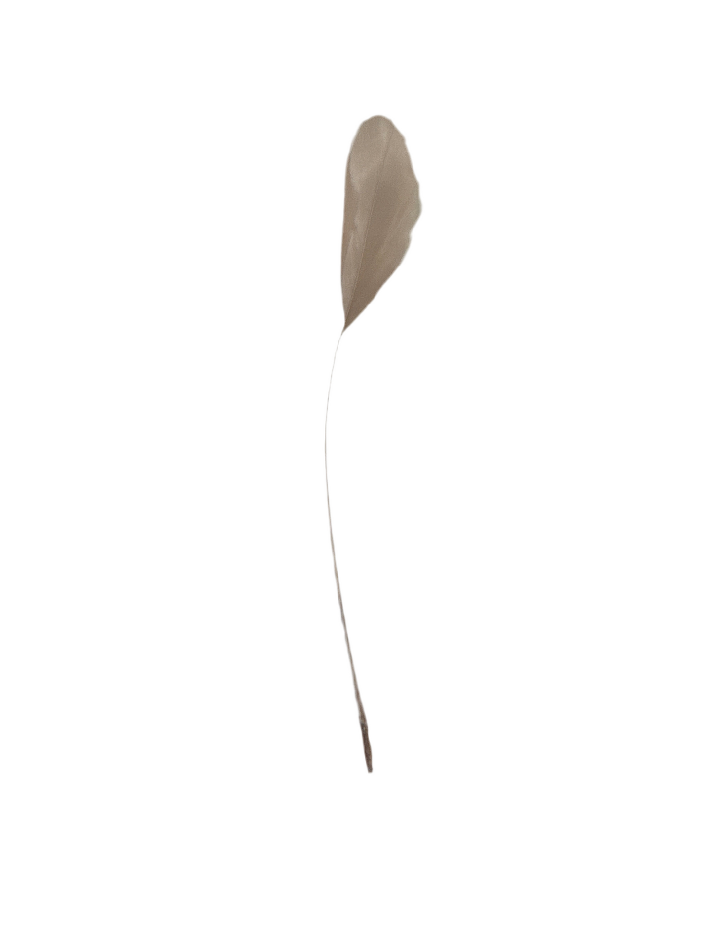 Neutrals Individual Feathers for Customising Hats & Fascinators